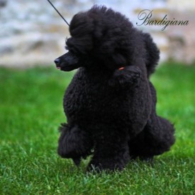 bardigiana
