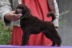 Garrano, 9 weeks