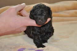 Honey Hope, 3 weeks