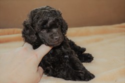 Honey Hope, 4 weeks